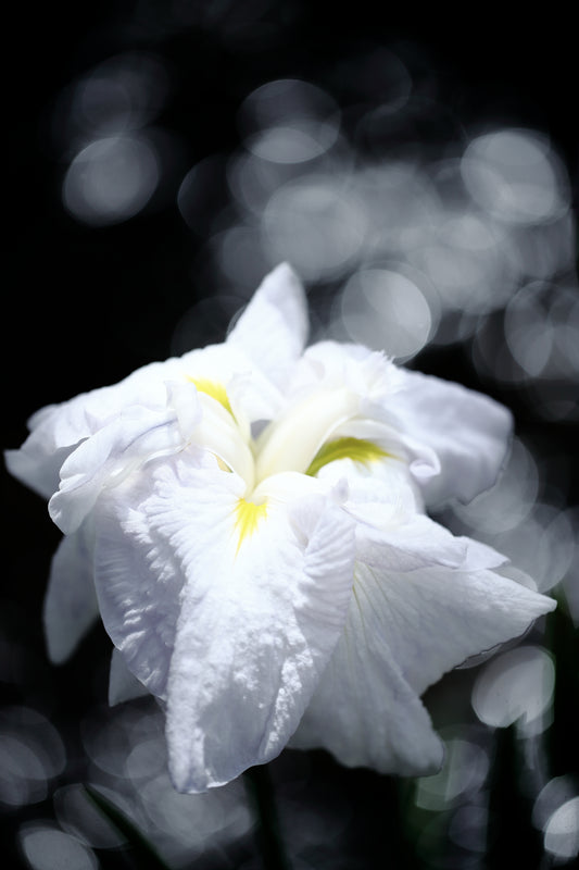 「静かな色」-夢心地シリーズ