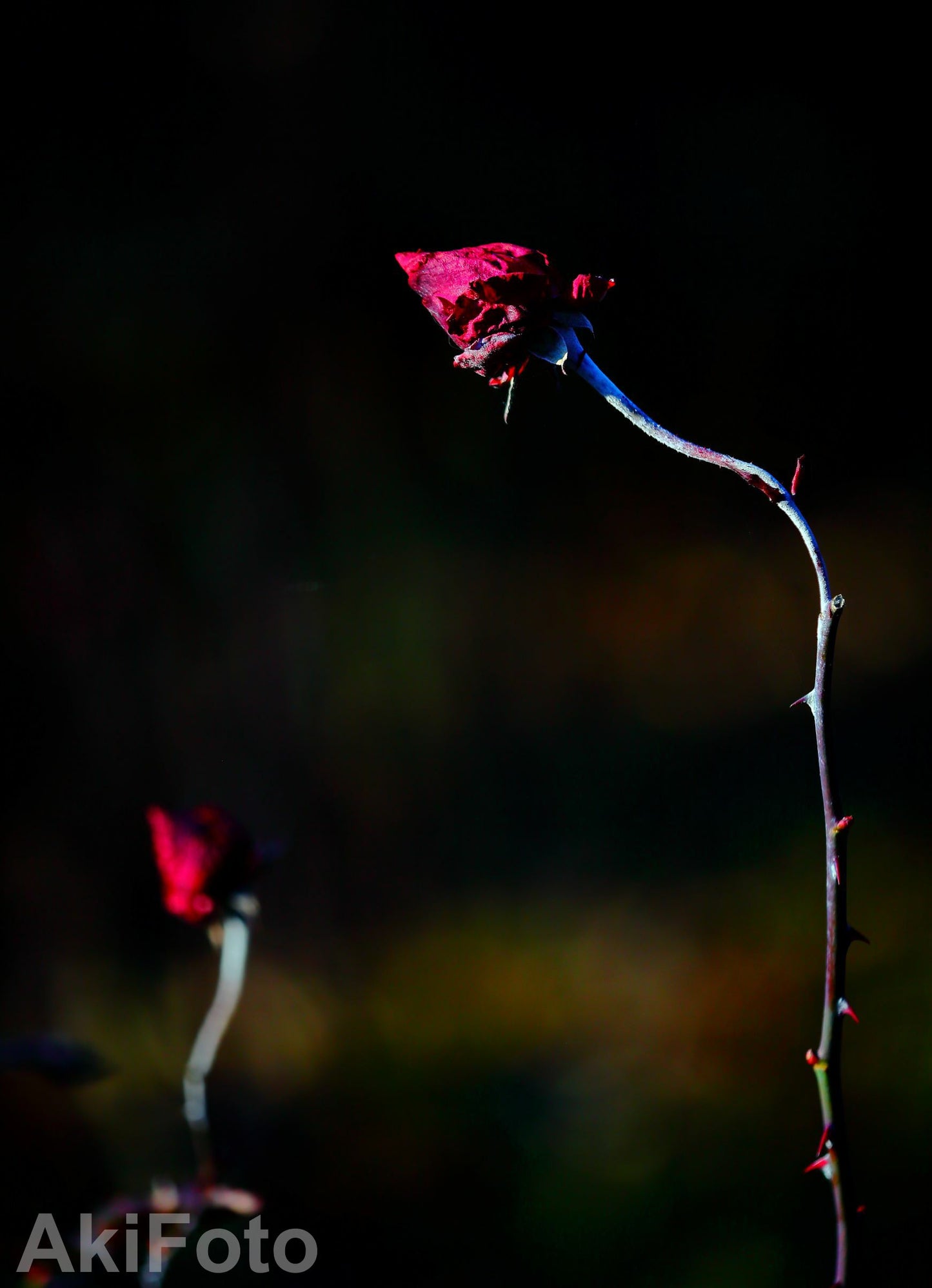 「極み」-メッセージ-