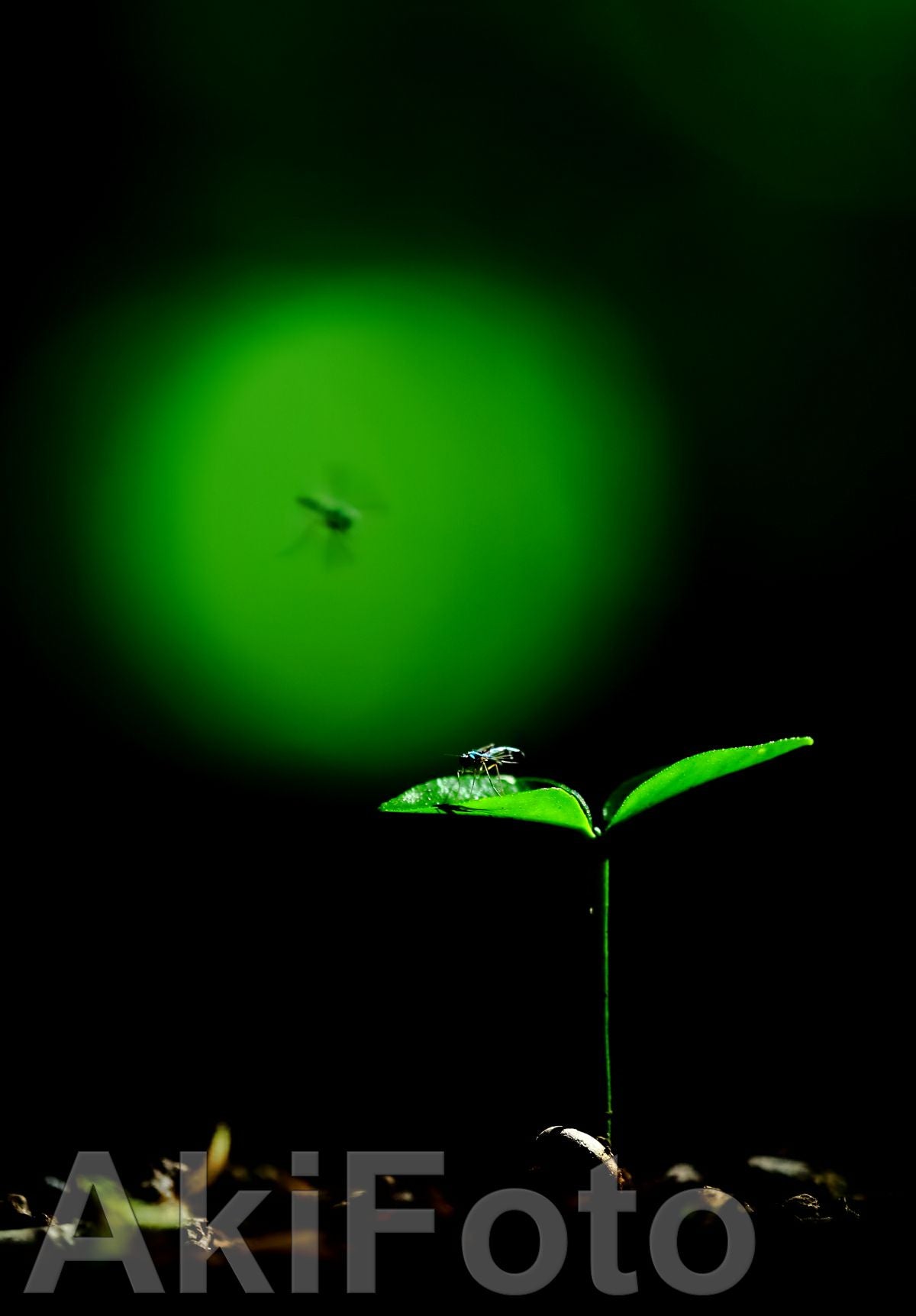 「サムサーラ」　－メッセージ－